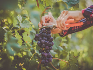 Smarter Harvest Decisions – Discover the Power of GPS with the Wine Meister App