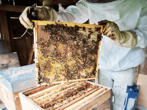 A day of our product specialist with a beekeeper: From hive to honey