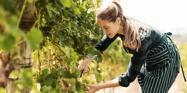 Woman carefully harvesting grapes in a vineyard, demonstrating the precision of winemaking that can be monitored with the EasyDens by Anton Paar Digital Density Meter for Wine.