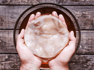 Hands holding a Kombucha SCOBY for home brewing, with the fermentation process quality checked using EasyDens by Anton Paar Digital Density Meter.