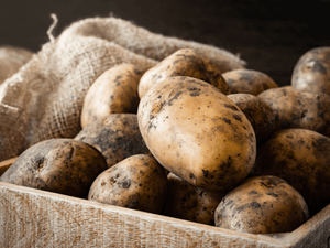 Freshly harvested potatoes in a rustic wooden crate, raw material for producing potato vodka, quality controlled with EasyDens by Anton Paar Digital Density Meter.