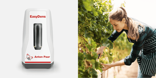 Anton Paar EasyDens digital density meter on the left, designed for precision in winemaking, next to a woman in a vineyard on the right carefully handpicking ripe grapes, illustrating the meticulous quality control from grape selection to wine density analysis.