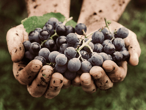 Hands holding a cluster of ripe grapes, symbolizing the application of EasyDens by Anton Paar Digital Density Meter in winemaking for density analysis.